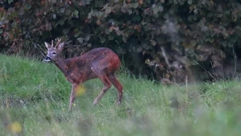 Beautiful deer in a mountain landscape Vídeo Stock 320406259