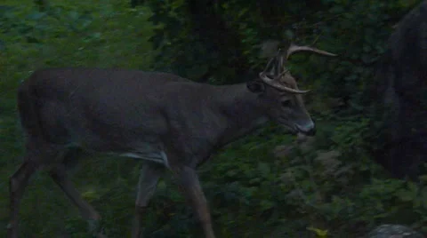 Beautiful Deer at Night Stock Footage 1019517
