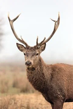 Beautiful deer Stock Photos