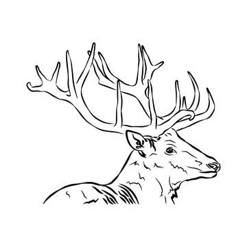 Beautiful deer shots Stock Illustration