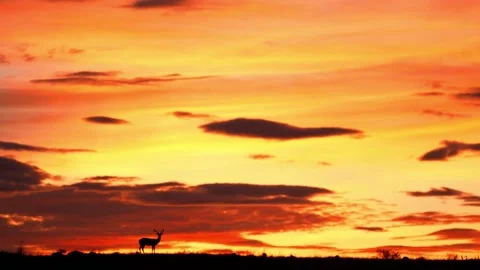 Deer Silhouette Sunset* Royalty-Free Images, Stock Photos