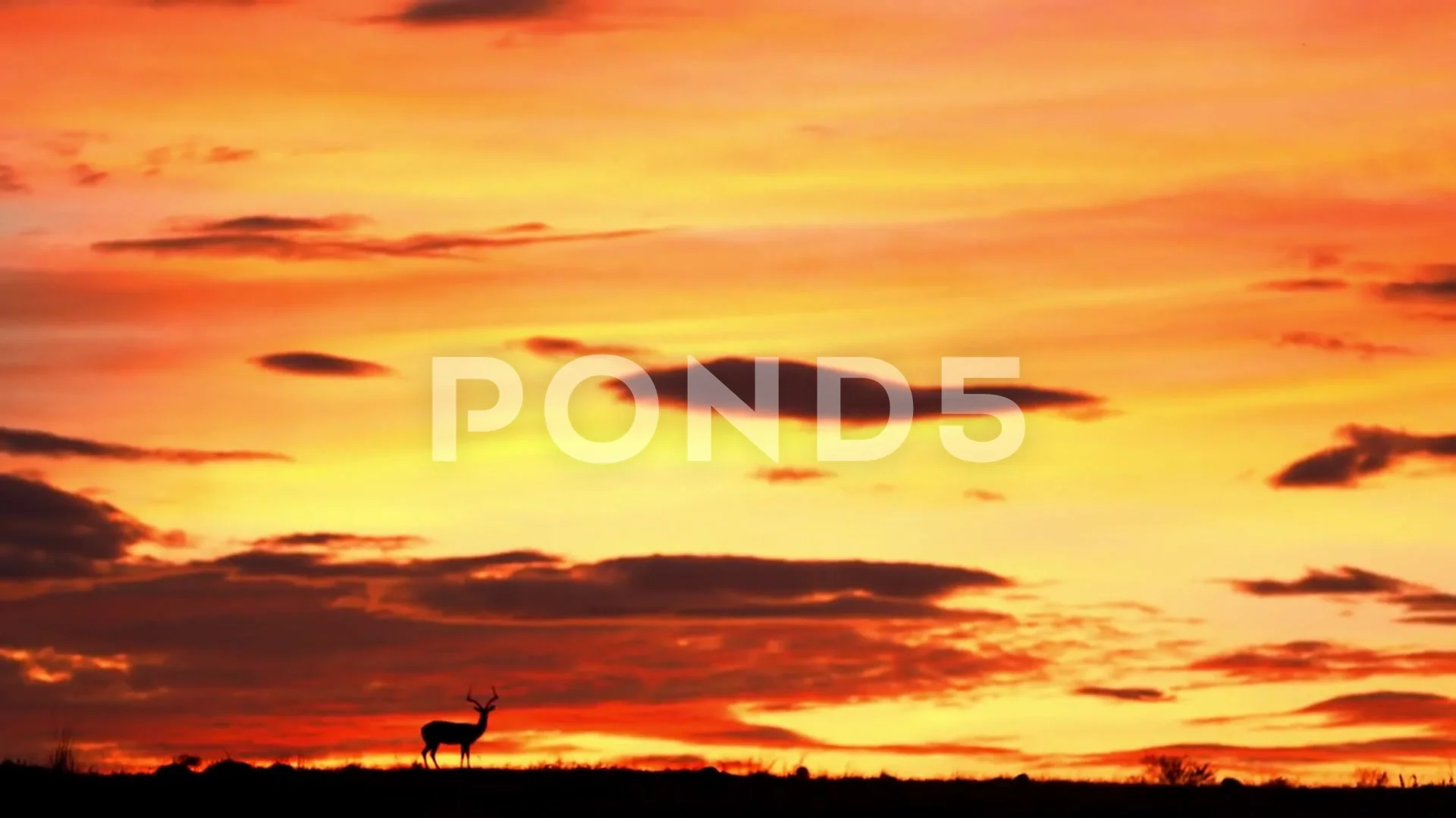 beautiful deer silhouette during sunset., Stock Video