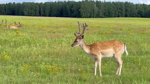 A beautiful deer stands in a field and looks around Stock Footage 343247349