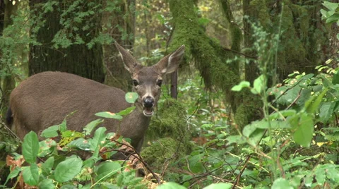 Beautiful Deer in Wilderness Video stock 43179738