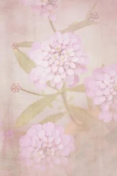 Beautiful defocus soft retro background with tender flowers. Stock Photos