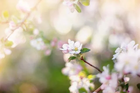 Beautiful delicate background of spring apple blossoms. Selective soft focus Stock Photos