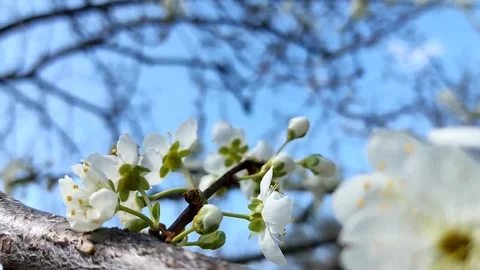 Beautiful delicate blossoming cherry branches on a background of sky Stock-Footage 194438798