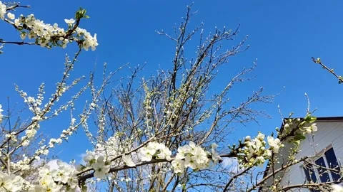 Beautiful delicate blossoming cherry branches on a background of sky Stock Footage 194438839