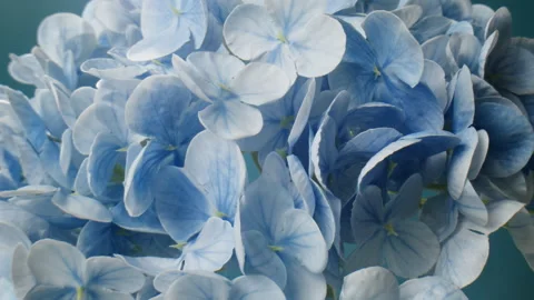 Beautiful Delicate Blue Hydrangea Blooms Gracefully Displayed on a Serene Stock Footage 295379525