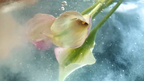 Beautiful delicate buds of spring flowers are immersed under water with ink Video stock 152342355