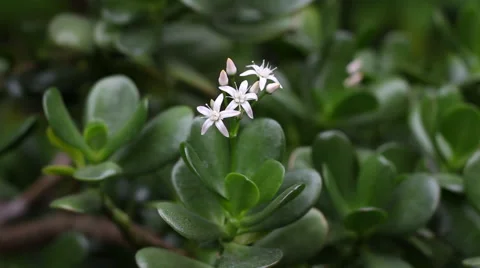 Beautiful delicate flower Stock Footage 53248267