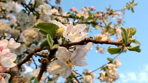 Beautiful delicate flowering branches of apple tree, on a background of sky Stock Footage 194437161