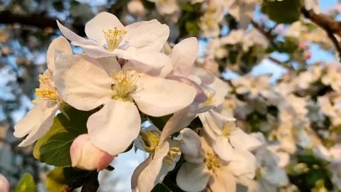 Beautiful delicate flowering branches of apple tree, on a background of sky Stock Footage 194437262