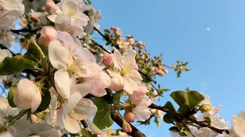 Beautiful delicate flowering branches of apple tree, on a background of sky Stock Footage 194437284