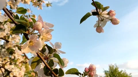 Beautiful delicate flowering branches of apple tree, on a background of sky Stock Footage 194437342