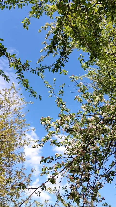 Beautiful delicate flowering branches of apple tree, on a background of sky Stock Footage 194437383