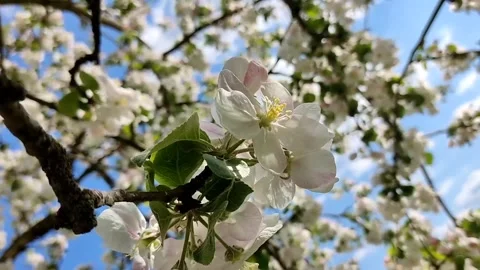 Beautiful delicate flowering branches of apple tree, on a background of sky Stock Footage 194437745