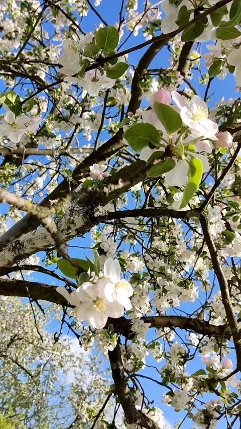 Beautiful delicate flowering branches of apple tree, on a background of sky Stock Footage 194437767