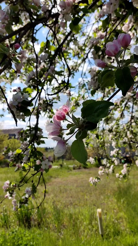 Beautiful delicate flowering branches of apple tree, on a background of sky Stock Footage 194437801