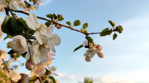 Beautiful delicate flowering branches of apple tree, on a background of sky Stock Footage 194520136