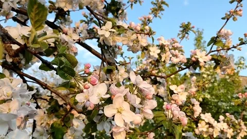 Beautiful delicate flowering branches of apple tree, on a background of sky Stock Footage 194520145