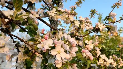 Beautiful delicate flowering branches of apple tree, on a background of sky Stock Footage 194551983