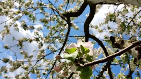 Beautiful delicate flowering branches of apple tree, on a background of sky Stock Footage 194615053