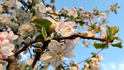 Beautiful delicate flowering branches of apple tree, on a background of sky Stock Footage 194615084