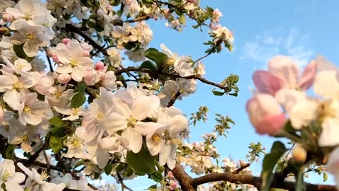 Beautiful delicate flowering branches of apple tree, on a background of sky Stock Footage 195280161