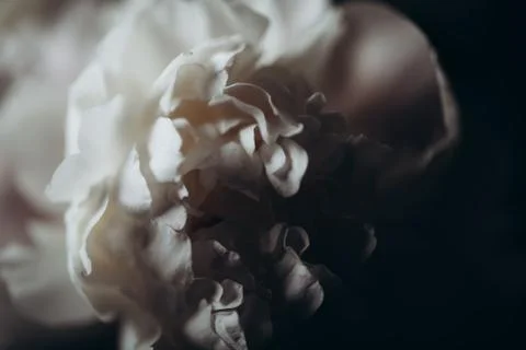 Beautiful delicate peony on a dark background, flower bloom, March 8, mother' Stock Photos