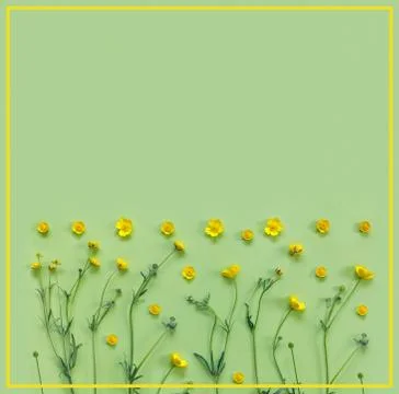 Beautiful delicate postcard with pattern of yellow buttercup flowers for holi Stock Photos