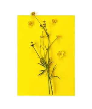 Beautiful delicate postcard with pattern of yellow buttercup flowers for holi Foto stock