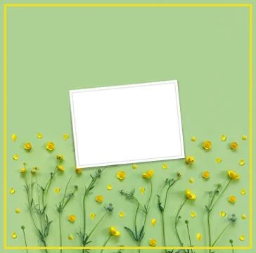 Beautiful delicate postcard with pattern of yellow buttercup flowers for holi Stock Photos