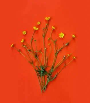 Beautiful delicate postcard with pattern of yellow buttercup flowers for holi Foto stock