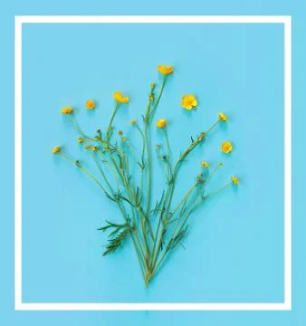 Beautiful delicate postcard with pattern of yellow buttercup flowers for holi Stock Photos