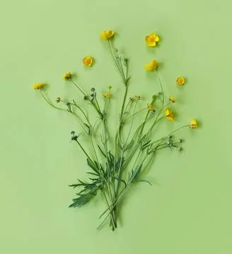 Beautiful delicate postcard with pattern of yellow buttercup flowers for holi Stock Photos