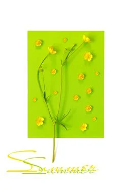 Beautiful delicate postcard with pattern of yellow buttercup flowers for holi Stock Photos