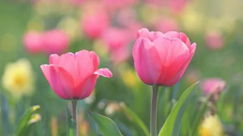 Beautiful delicate spring flowers - tulips. Pastel colors and colorful natura Stock Photos