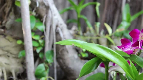 Dolly Orchid Videos Stock Videos – Royalty-Free HD & 4K Videos | Pond5