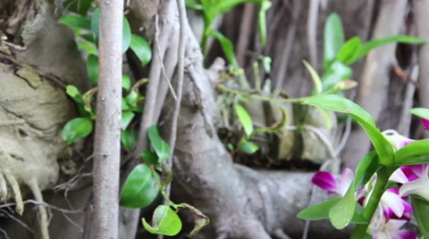 Dolly Orchid Videos Stock Videos – Royalty-Free HD & 4K Videos | Pond5