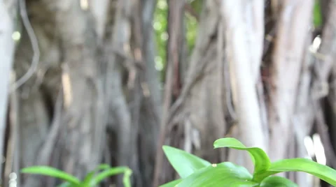 Dolly Orchid Videos Stock Videos – Royalty-Free HD & 4K Videos | Pond5