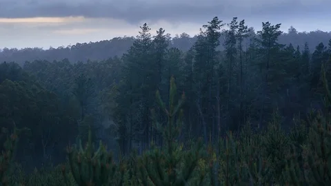 Beautiful dense forest at sunset Vídeos de archivo 94884703