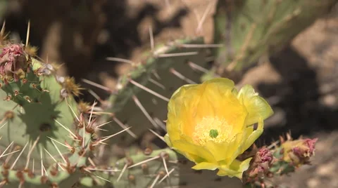 Beautiful Desert Flower Stock Footage 49774774