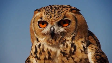 Beautiful Desert Owl turning it's head Stock Footage