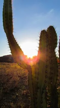 Beautiful desert scene featuring a large cactus illuminated by the warm glo.. Stock Photos