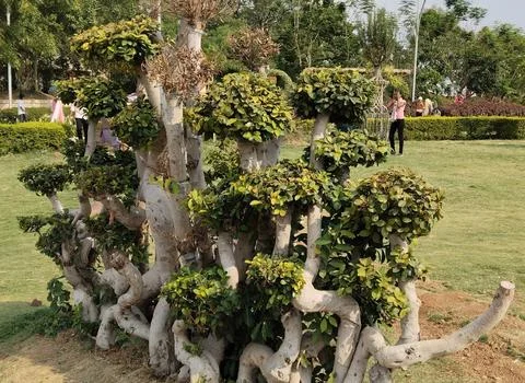 Beautiful design of the tree Stock Photos
