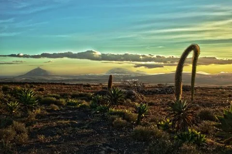 Beautiful desrt landscape Stock Photos