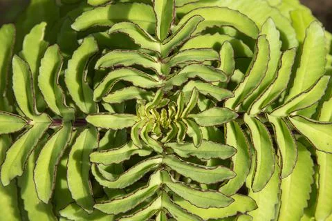 Beautiful detail of green atlantic rainforest garden plant Stock Photos