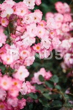 Beautiful detail of scented botanical garden flowers Stock Photos