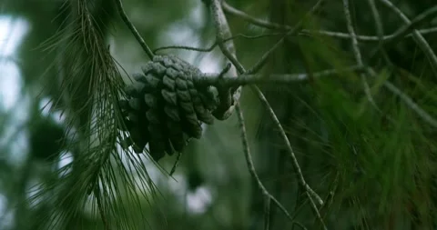 Beautiful details of a pine in the middle of the rough nature , Loop Stock Footage 144381859